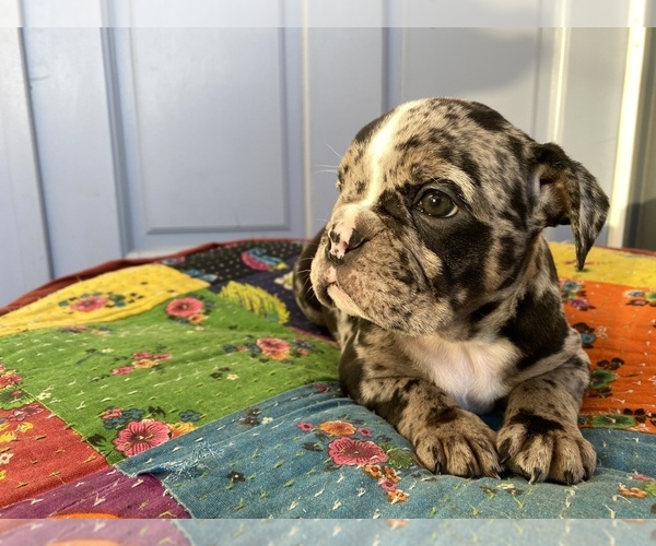 Medium Photo #17 Bulldog Puppy For Sale in EASTVALE, CA, USA