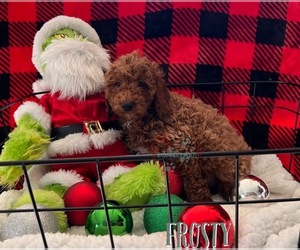 Goldendoodle (Miniature) Puppy for sale in RANCHO CUCAMONGA, CA, USA
