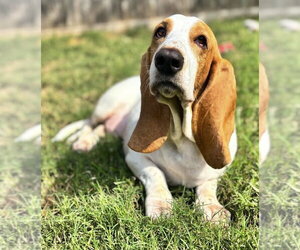 JAZZY - ADOPTION PENDING! - Female Basset Hound Dog for Adoption - Photo #6
