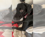 Small #1 Catahoula Leopard Dog-Labrador Retriever Mix