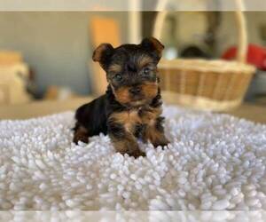 Yorkshire Terrier Puppy for sale in GILBERT, AZ, USA