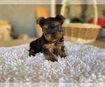 Small Yorkshire Terrier