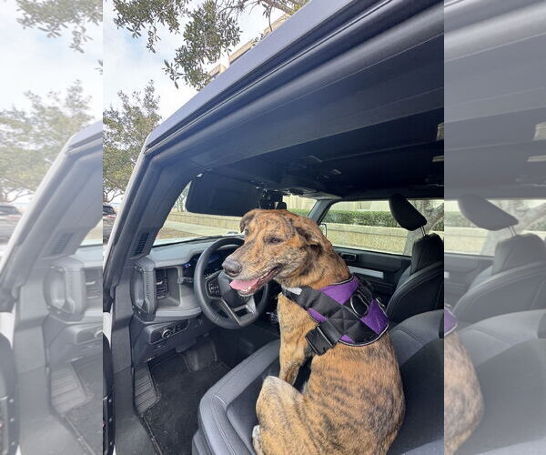 Medium Photo #11 Labrador Retriever-Plott Hound Mix Puppy For Sale in Sanford, FL, USA