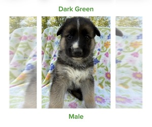 Medium Gerberian Shepsky