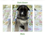 Puppy Green Gerberian Shepsky