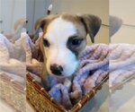 Small #3 Mutt