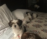 Small Photo #1 Shih Tzu Puppy For Sale in GRAVOIS MILLS, MO, USA
