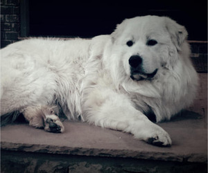 Father of the Great Pyrenees puppies born on 04/03/2022