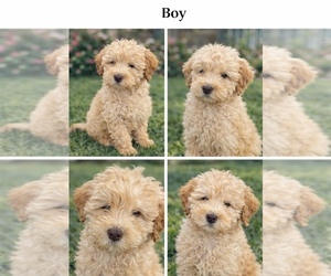 Goldendoodle Puppy for sale in HESPERIA, CA, USA