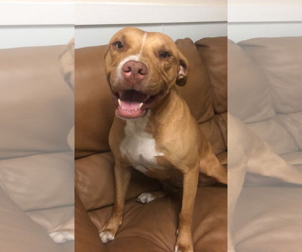 Medium Photo #23 American Staffordshire Terrier-Unknown Mix Puppy For Sale in Sanford, FL, USA