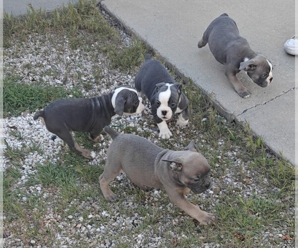 Medium Photo #3 Olde English Bulldogge Puppy For Sale in TOOELE, UT, USA