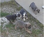 Small #2 Olde English Bulldogge