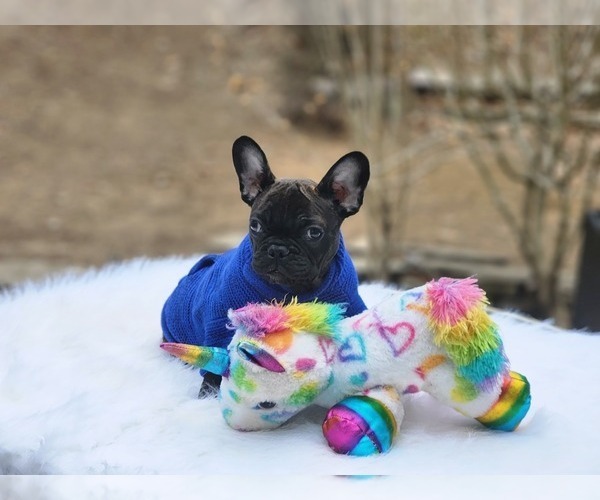 Medium Photo #10 French Bulldog Puppy For Sale in CRANSTON, RI, USA