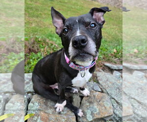 Charlotte York - Female American Pit Bull Terrier-Unknown Mix Dog for Adoption - Photo #3