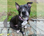 Small Photo #3 American Pit Bull Terrier-Unknown Mix Puppy For Sale in Westminster, MA, USA