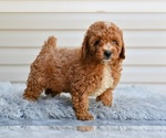 Small #1 Poodle (Miniature)