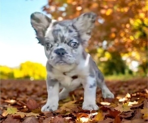 French Bulldog Puppy for sale in SAN FRANCISCO, CA, USA