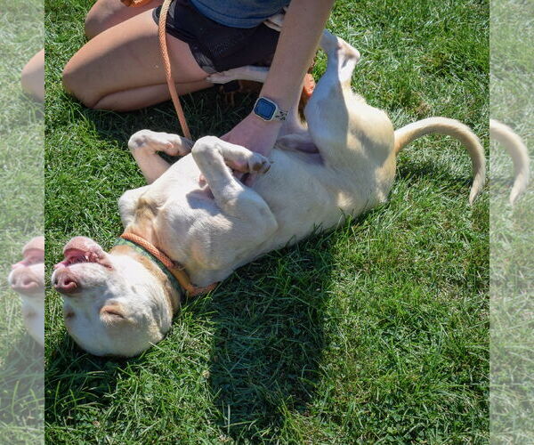 Medium Photo #11 American Staffordshire Terrier-Boxer Mix Puppy For Sale in Huntley, IL, USA