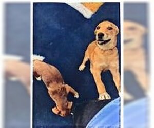 Labrador Retriever-Unknown Mix Dogs for adoption in Appleton, WI, USA