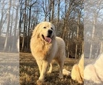 Small Photo #1 Great Pyrenees Puppy For Sale in NEWTON, NC, USA