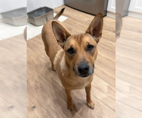 Medium Photo #5 Mutt Puppy For Sale in Fort Collins, CO, USA