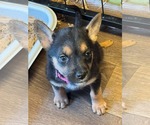 Small Photo #3 Mutt Puppy For Sale in Duluth, MN, USA