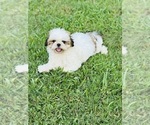 Puppy Nala Shih Tzu