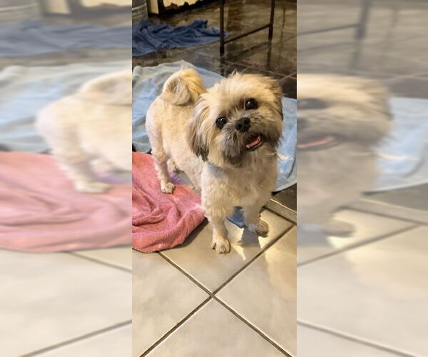 Medium Photo #9 Shih Tzu Puppy For Sale in Weston, FL, USA