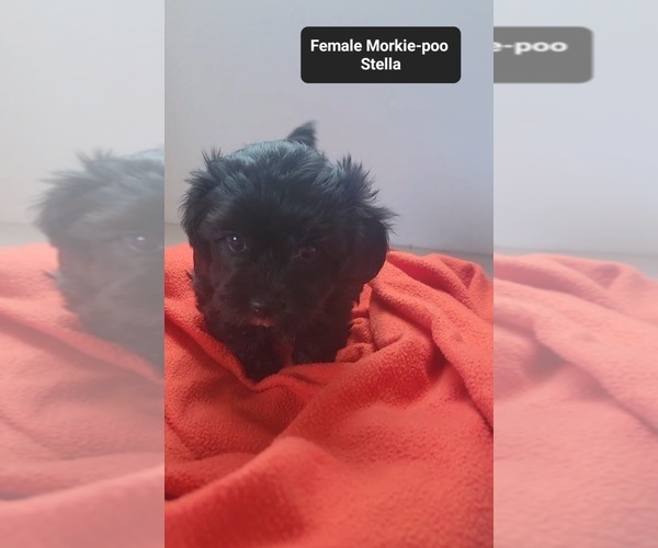 Medium Photo #3 Morkie Poo (Toy) Puppy For Sale in TUCSON, AZ, USA