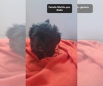 Small #2 Morkie Poo (Toy)