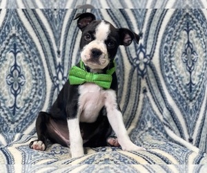 Boston Terrier Puppy for sale in LAKELAND, FL, USA