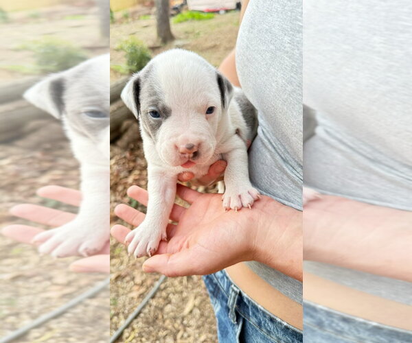 Medium Photo #1 Mutt Puppy For Sale in Rockaway, NJ, USA