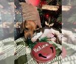 Small #3 Dachshund