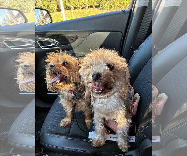 Medium Photo #2 Mutt Puppy For Sale in Sanford, FL, USA