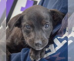 Small #1 Golden Retriever Mix