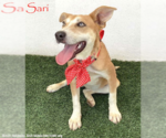 Small #2 Labrador Retriever Mix