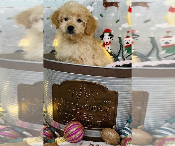 Medium Photo #3 Golden Retriever-Poodle (Toy) Mix Puppy For Sale in CINCINNATI, OH, USA
