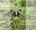 Small Photo #38 Pembroke Welsh Corgi Puppy For Sale in PERKINSVILLE, VT, USA