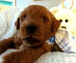 Puppy Gus Miniature Labradoodle