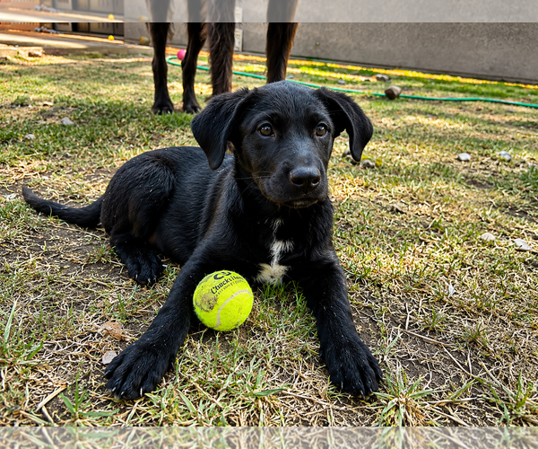 Medium Photo #2 Labrador Retriever-Unknown Mix Puppy For Sale in Clovis, CA, USA