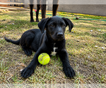Small #1 Labrador Retriever Mix