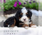 Small #2 Bernedoodle (Miniature)