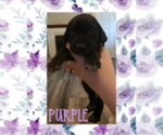 Puppy Puppy 3 German Shorthaired Weimaraner