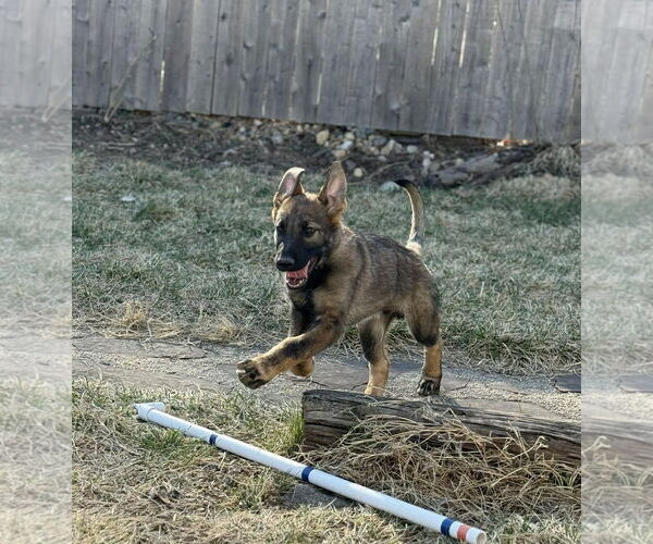 Medium Photo #13 German Shepherd Dog Puppy For Sale in Gretna, NE, USA