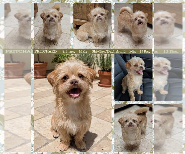 Medium Photo #1 Schweenie Puppy For Sale in Mesa, AZ, USA