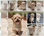 PRITCHARD - Male Schweenie Dog for Adoption - Small photo