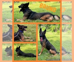 Medium Belgian Malinois
