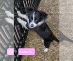 Small Miniature Australian Shepherd