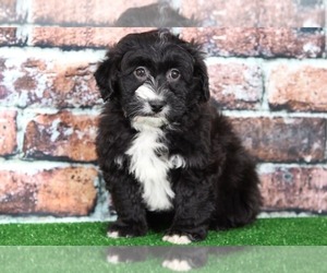 Aussie-Poo Puppy for sale in BEL AIR, MD, USA