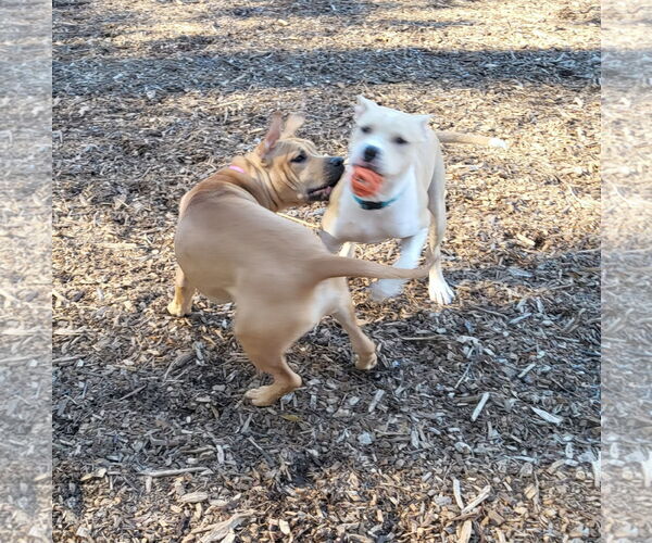 Medium Photo #2 American Staffordshire Terrier-Unknown Mix Puppy For Sale in Holly Springs, NC, USA